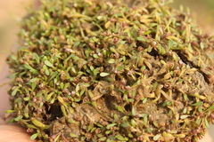 Glossostigma diandrum